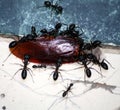 Asian bullet ants (Diacamma indicum) carrying a dead cockroach : (pix Sanjiv Shukla)