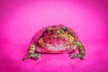 Asian Bullfrog Chubby Frog Royalty Free Stock Photo
