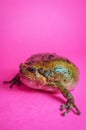 Asian Bullfrog Chubby Frog Royalty Free Stock Photo