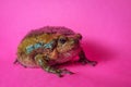 Asian Bullfrog Chubby Frog Royalty Free Stock Photo