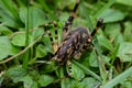 Huge Asian Camel Cricket found in NYS