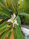 Asian Cardamom flower Royalty Free Stock Photo