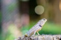 Asian chameleon climbing on wood looking something. Royalty Free Stock Photo