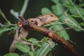 Asian chameleon Royalty Free Stock Photo
