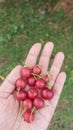 asian cherry fruit or kersen or muntingia Royalty Free Stock Photo