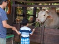 Asian child boy feeding grass to cow outdoor at local temple with father.