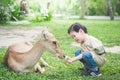 Asian child feeding deer Royalty Free Stock Photo