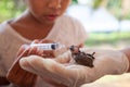 Child girl feeding water and food to baby sparrow bird with syringe Royalty Free Stock Photo