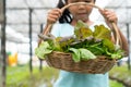 Asian child girl holding basket of fresh vegetables in organic hydroponic vegetable cultivation farm Royalty Free Stock Photo