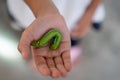 Asian child girl holding and playing with green caterpillar with curious and fun Royalty Free Stock Photo