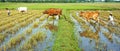 Asian child labor tend cow, Vietnam rice plantation