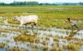 Asian child labor tend cow, Vietnam rice plantation