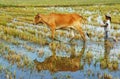 Asian child labor tend cow, Vietnam rice plantation