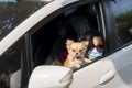 Asian child wearing a mask holding a dog Take a car to go on vacation with family. Cute little kid look at view beside window Royalty Free Stock Photo