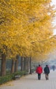 Asian China, Beijing, Linglong Park, ginkgo tree