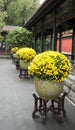 Asian Chinese, Beijing, the Summer Palace, jar, small yellow chrysanthemum