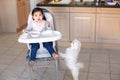 Asian Chinese kid girl sitting in high chair eating soup with spoon. Cute hungry dog pet asking for food treat. Toddler eating Royalty Free Stock Photo