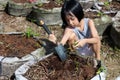 Asian Chinese Little Girl digging purple potato in organic farm Royalty Free Stock Photo