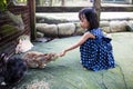 Asian Chinese Little Girls Feeding Rabbits