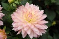 Pink Dahlia pinnata Cav in Garden