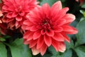 Red Dahlia pinnata Cav in Garden