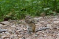 Asian Chipmunk Tamias sibiricus sits and eats on a forest trail, on a summer day.