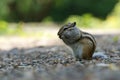 Asian Chipmunk Tamias sibiricus sits and eats on a summer day.