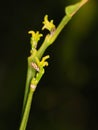 Asian citrus psyllid Royalty Free Stock Photo