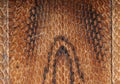 Asian cobra leather texture