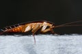 Asian cockroach