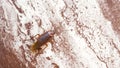Asian cockroach on a white-brown background in a tropical climate.
