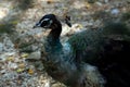 Asian Colorful Peacocks