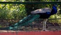 Asian Colorful Peacocks