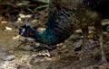 Asian Colorful Peacocks