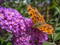 Asian Comma Butterfly on a Buddleia Royalty Free Stock Photo