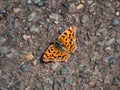 Asian Comma butterfly rests on a walking path Royalty Free Stock Photo