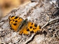 Asian Comma butterfly on a tree stump Royalty Free Stock Photo