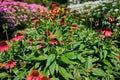 Asian comma, a middle-size butterfly found in asia, sitting atop a purple coneflower