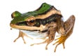 Asian common green frog