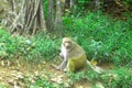 Asian Common Monkey Royalty Free Stock Photo