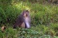 Asian common monkey