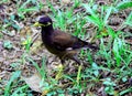 Asian Common Mynah