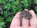 The Asian common toad, Bufo melanostictus Royalty Free Stock Photo