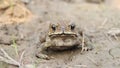 Asian common toad Bufo melanostictus