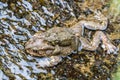 Asian Common Toad Duttaphrynus melanostictus Royalty Free Stock Photo