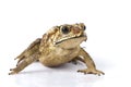 Asian common toad Duttaphrynus melanostictus isolated on white