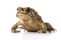 Asian common toad Duttaphrynus melanostictus isolated on white