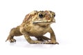 Asian common toad Duttaphrynus melanostictus isolated on white