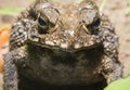 Asian common toad front view close-up macro Royalty Free Stock Photo