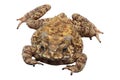 Asian common toad isolated on white background Royalty Free Stock Photo
